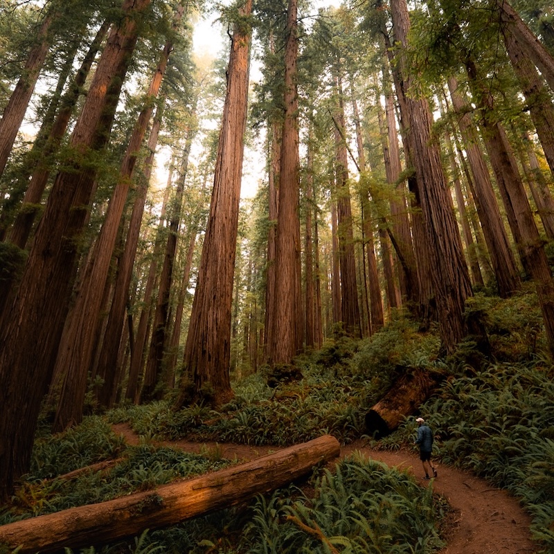 Redwood National and State Parks
